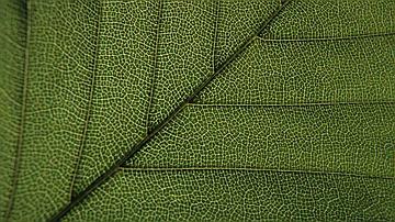 Grâce à la chlorophylle, les feuilles captent l'énergie solaire 