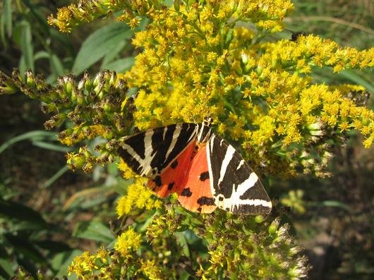 Phtot d'un papillon Ecaille zébré aux extrimité des ailes et rouge avec taches noires à l'intérieur des ailes