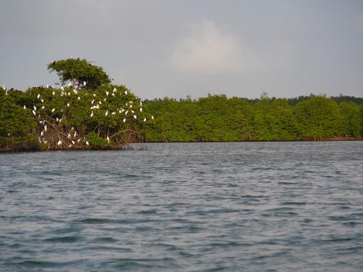 De nombreuses espèces d'oiseaux utilisent la mangrove comme site de nidification