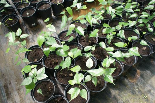 Plants de P. Officinalis qui vont servir à l'expérimentation de restauration de la forêt de Golconde