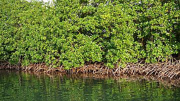 Mangrove bord de mer : ses racines aérifères permettent aux palétuviers d'effectuer à l'air libre des échanges gazeux