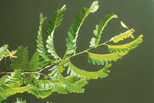Les jeunes plants des Tamarins de Hauts (ici ses feuilles) doivent être protégées des invasions végétales comme la Vigne marronne 