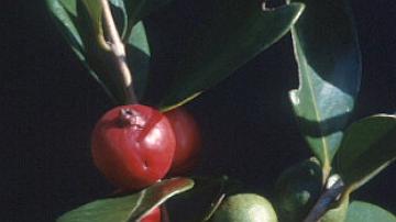 Le goyavier est une peste végétale très présente dans les sous-bois de La Réunion 