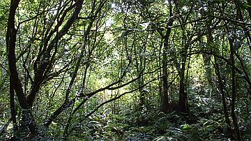 Quiétude d'un sous-bois littoral de basse altitude (forêt de Bois Blanc)