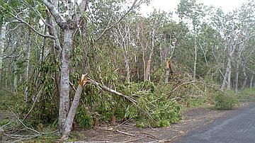De nombreuses chutes d'arbres en forêt de l'Etang Salé lors du passage du cyclone Béjisa