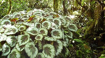 Le Begonia rex, décoratif dans de nombreux jardins, envahit malheureusement les espaces forestiers (ici en forêt de Bébour) 