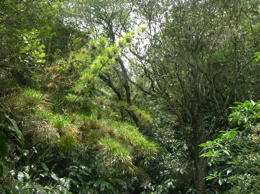 La réserve de Bois de Nèfles, écrin pour le Calumet, espèce endémique