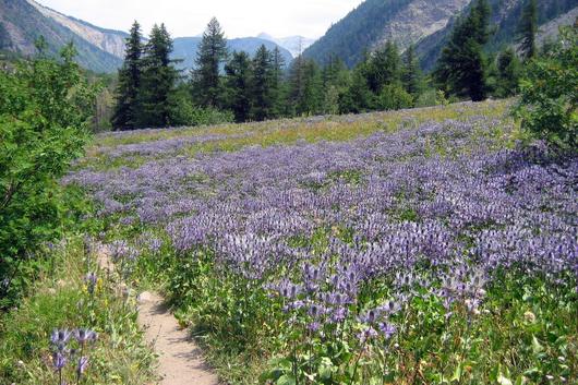 Prairie de chardons bleus en pleine floraison au mois de juillet