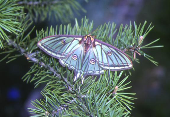Papillon vitrail ou Isabelle de france Actias isabellae 