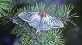 Papillon vitrail ou Isabelle de france Actias isabellae 