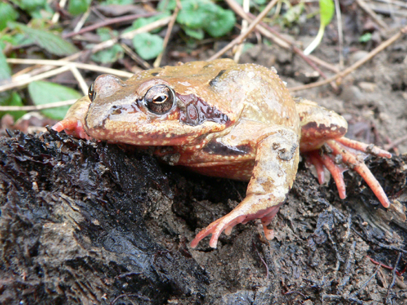 La grenouille, un amphibien auxiliaire précieux du jardin