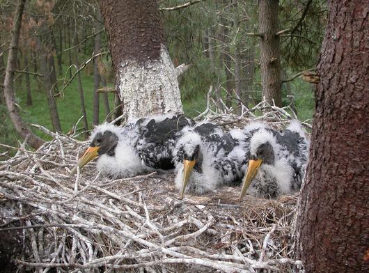Les forestiers connaissent les lieux de nidification et veillent à préserver leur quiétude pendant la toute première jeunesse des cigognes noires