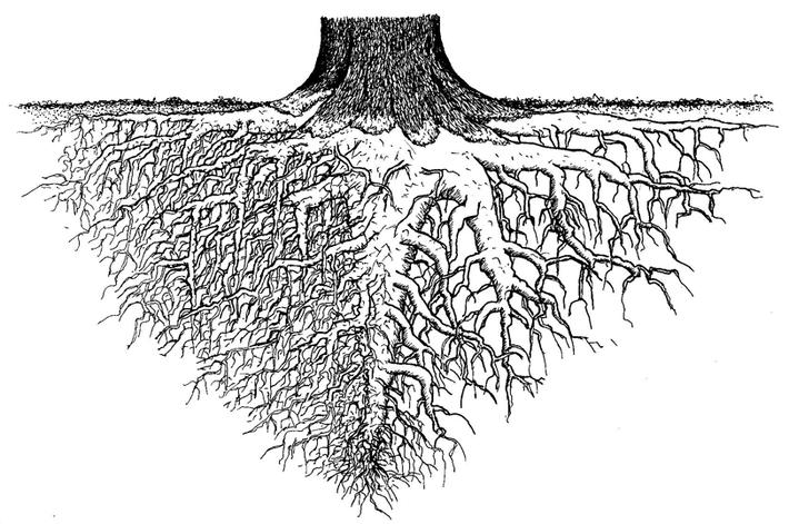 Le système racinaire d'un arbre constitue sous la terre tout un réseau de grosses et petites racines qui vont puiser les éléments nutritifs et l'eau