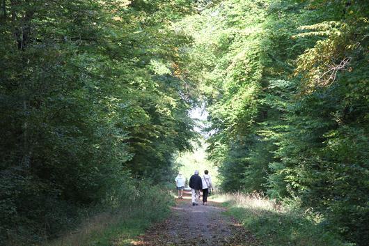 Des promeneurs en forêt domaniale de Haye