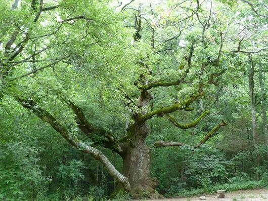 Des arbres, des bois et des forêts : le patrimoine vert du