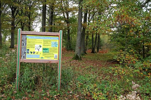 Un panneau en forêt qui explique l'intérêt de conserver des îlots de vieux bois
