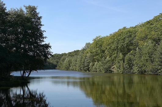Un étang en forêt de Rambouillet