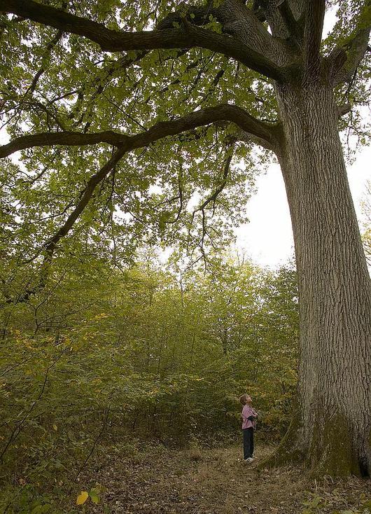 Un enfant devant un gros chêne remarquable