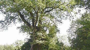 Le chêne Baudet, arbre remarquable de la forêt de Rambouillet