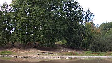 Une bordure d'étang qui a été fragilisée par le piétinement répété