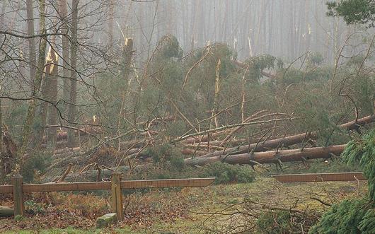 Une parcelle de la forêt de Rambouillet durement touchée par la tempête de 1999
