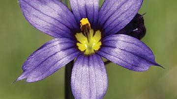 Sisyrinchium montanum (American blue-eyed grass) An emblematic flower brought by American soldiers to the battlefields