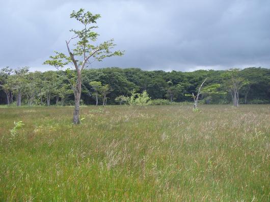 Forêt marécageuse de Golconde : située dans le Gand Cul-de-Sac Marin, elle fait l'objet d'une expérimentation de restauration de l'espèce P.officinalis