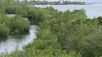 Marais de Port-Louis : site aménagé, pouvant accueillir le public pour une découverte des richesses du milieu naturel de la mangrove