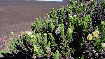 Une végétation d'altitude singulière s'expose sur les hauteurs du Volcan de La Fournaise