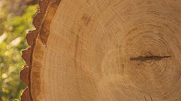 ONF - Vente de bois de Semoutiers, bilan global