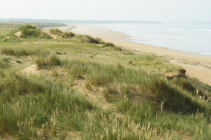 Les dunes : une succession de milieux à préserver