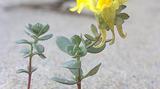 Découvrez la flore dunaire protégée de Bretagne