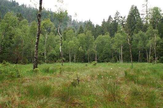 La tourbière de la Maxe, ancien site d'extraction, présente une flore riche en espèces rares - réserve biologique de la Maxe - Forêt domaniale du Donon